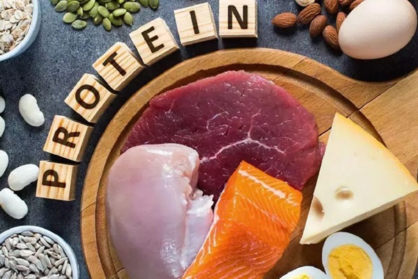 Protein cũng rất quan trọng trong việc sản xuất kháng thể
