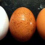 Trứng gà chứa nhiều lutein và zeaxanthin