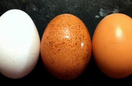 Trứng gà chứa nhiều lutein và zeaxanthin