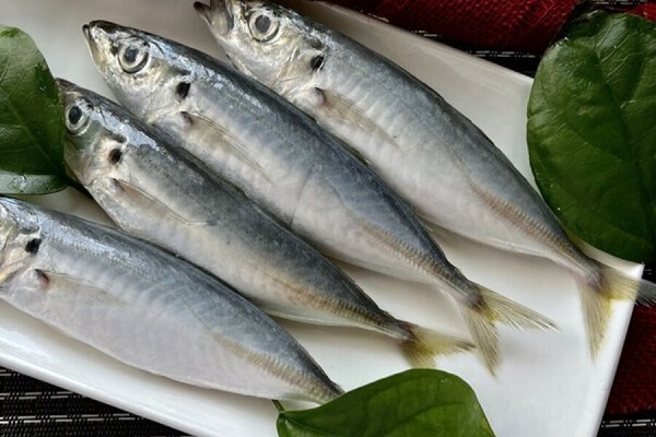 Protein trong cá nục dễ hấp thụ và tiêu hóa