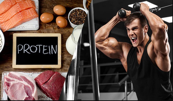Tổng hợp protein cơ bắp (mps): cơ chế tăng trưởng cơ bắp