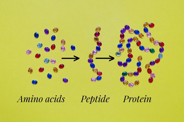 Cấu trúc protein