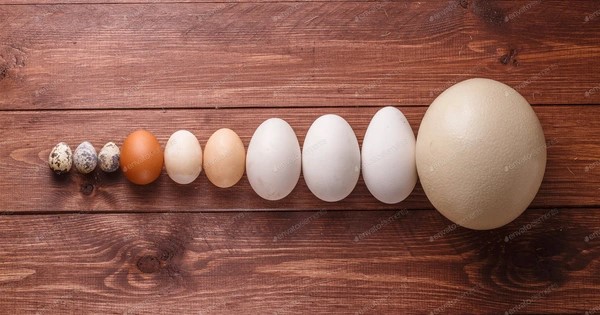 Sự khác nhau về hàm lượng protein trong các loại trứng