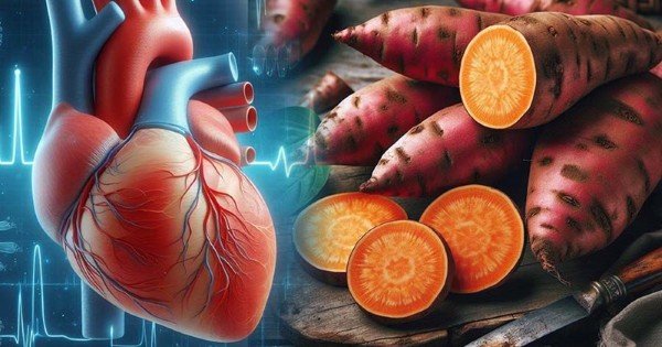 Khoai lang chứa nhiều chất dinh dưỡng có lợi cho sức khỏe tim mạch