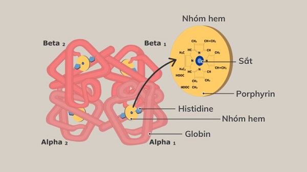 Sắt là thành phần thiết yếu của hemoglobin – protein