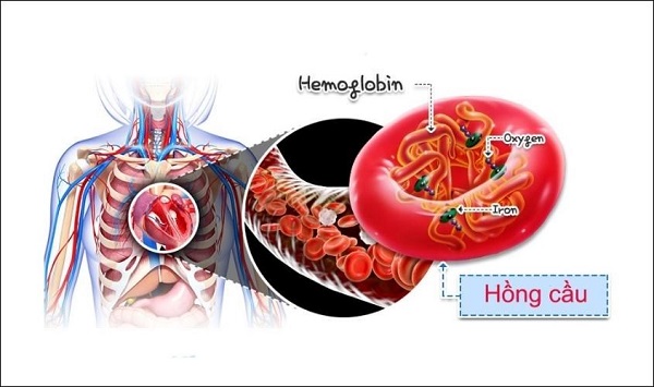 Vai trò của sắt trong cơ thể: từ hemoglobin đến miễn dịch