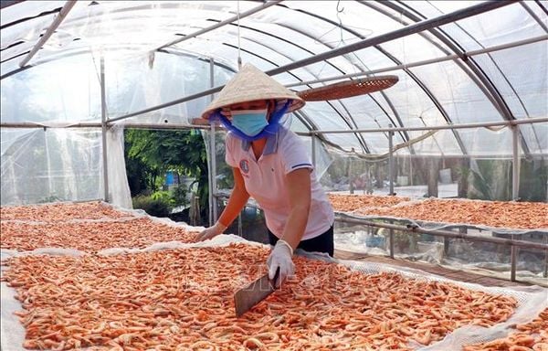 Phương pháp phơi tôm khô truyền thống